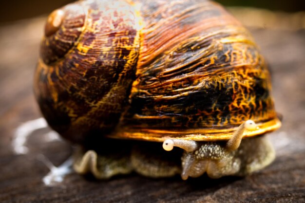 Foto primer plano de un caracol en la madera