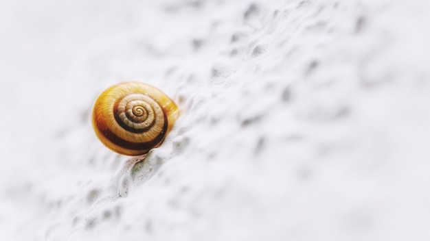 Primer plano de un caracol en la pared blanca