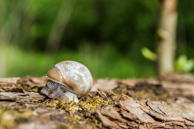 Primer plano de caracol pequeño salvaje en el bosque verde con fondo borroso Naturaleza primaveral