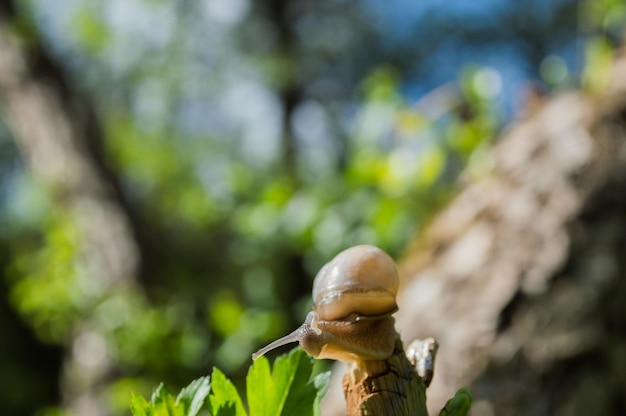Primer plano de caracol pequeño salvaje en el bosque verde con fondo borroso Naturaleza primaveral