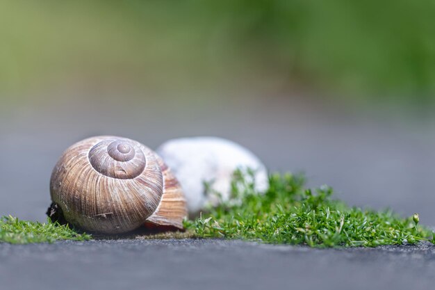 Foto primer plano de un caracol en una planta