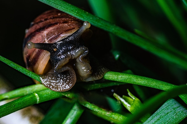 Foto primer plano del caracol en la planta