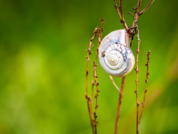 Foto primer plano de un caracol en una planta