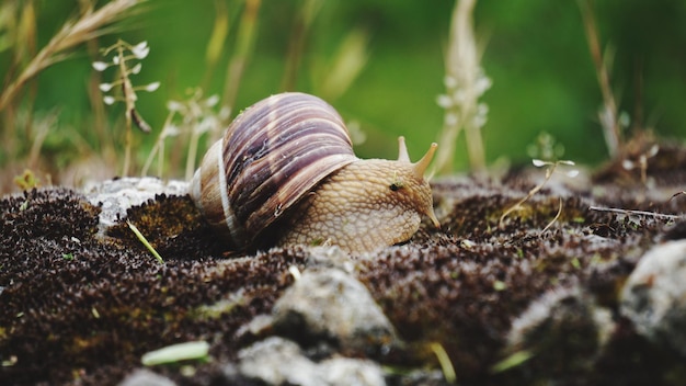 Primer plano de un caracol en una planta