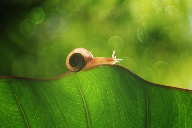 Foto primer plano de un caracol en una planta