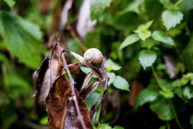 Foto primer plano de un caracol en las plantas