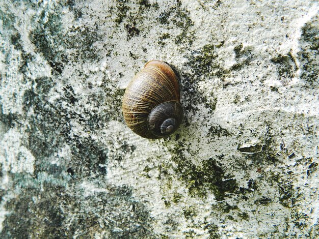 Foto primer plano de un caracol en la roca