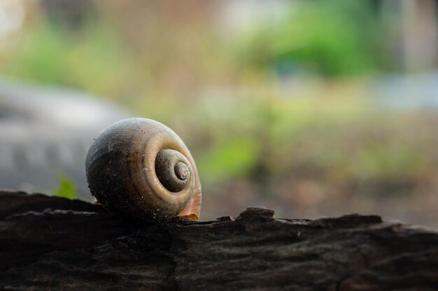 Primer plano de un caracol en la roca