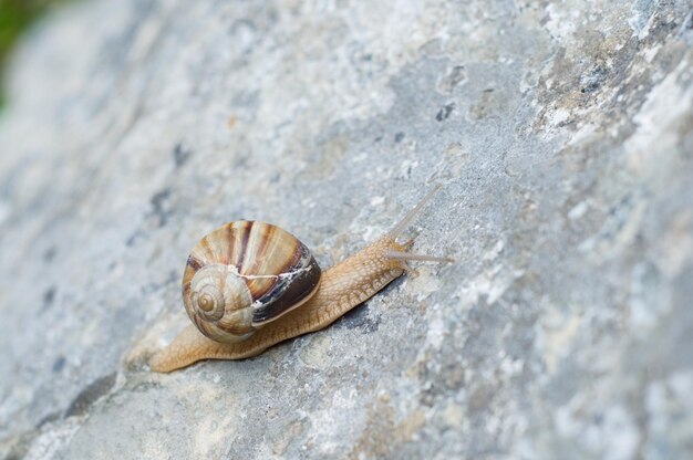 Primer plano de un caracol en una roca