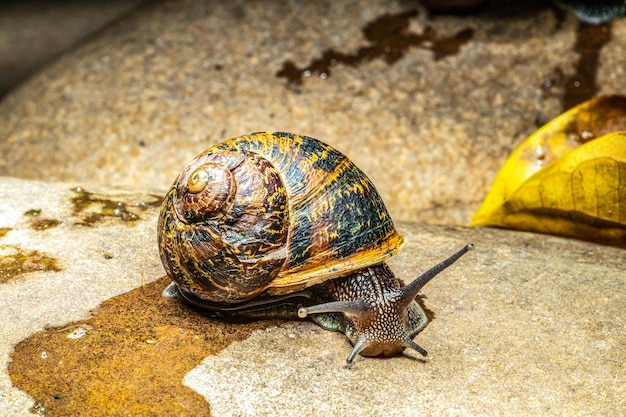 Primer plano de un caracol en la roca