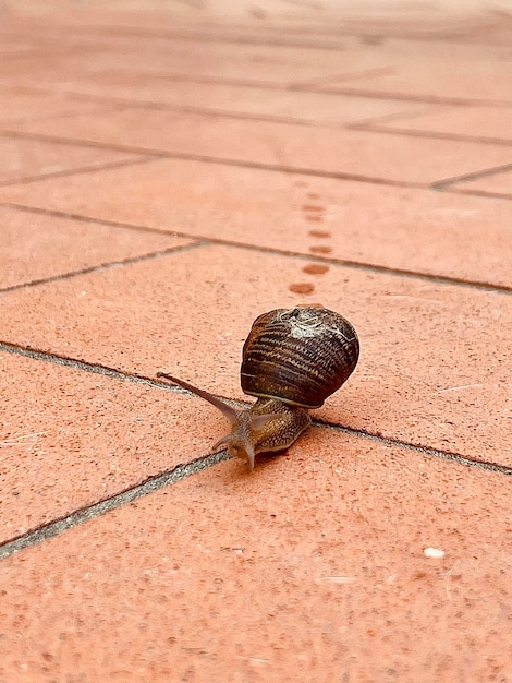 Primer plano de un caracol en el suelo