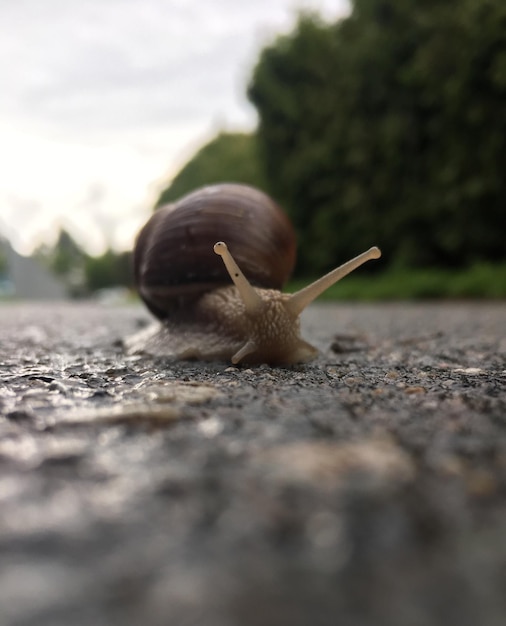 Primer plano de un caracol en el suelo