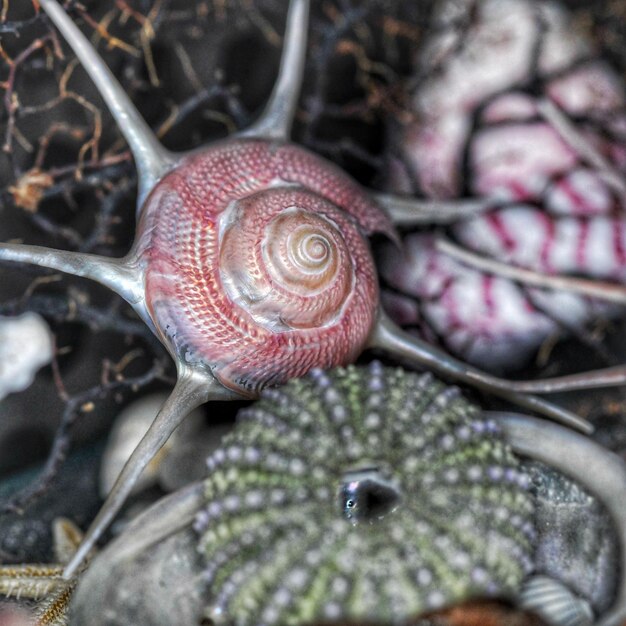 Foto primer plano de un caracol en tierra