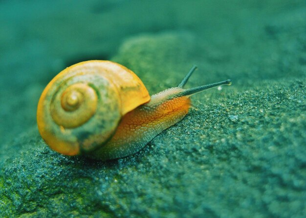 Foto primer plano de un caracol en tierra