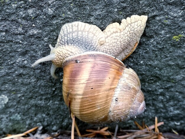 Primer plano de un caracol