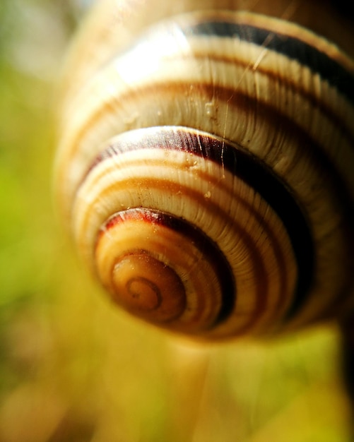 Foto primer plano de un caracol