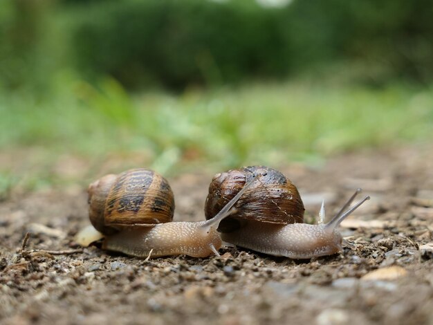 Foto primer plano de un caracol