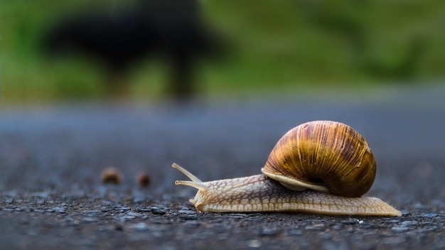 Primer plano de un caracol