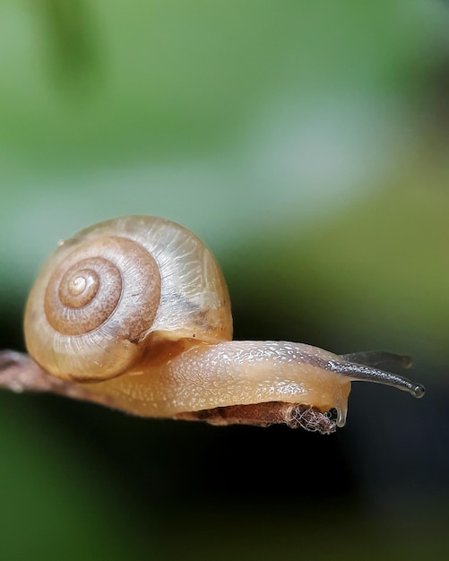 Foto primer plano de un caracol