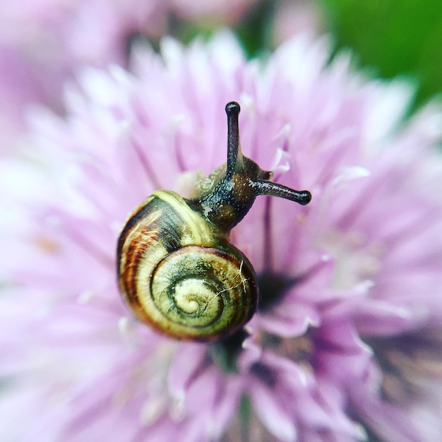 Foto un primer plano de un caracol