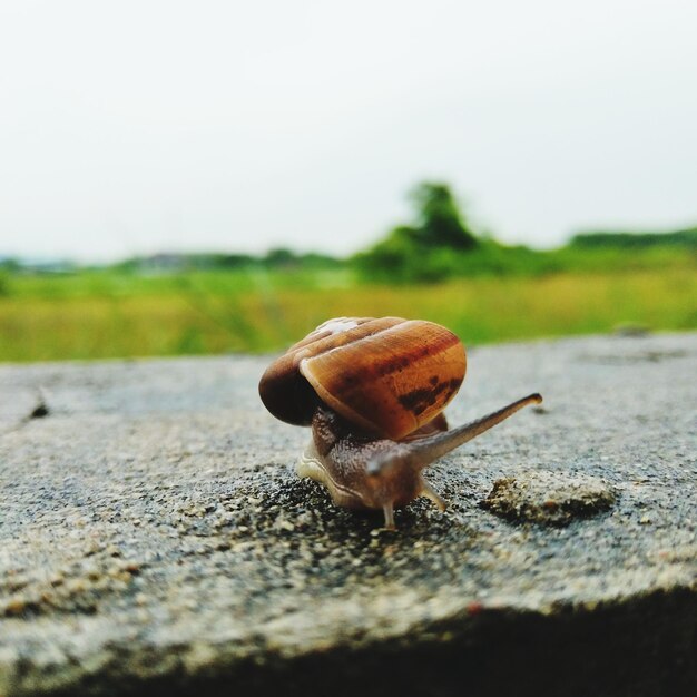 Foto primer plano de un caracol