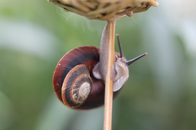 primer plano, de, caracol