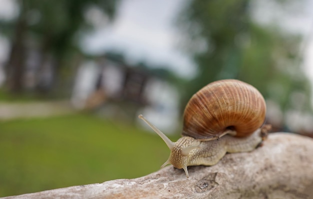 Primer plano de un caracol