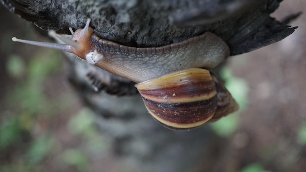 Foto primer plano de un caracol