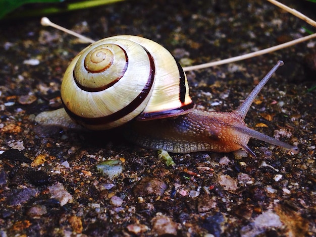 Foto primer plano de un caracol