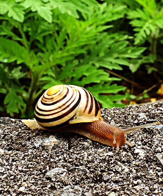 Foto primer plano de un caracol