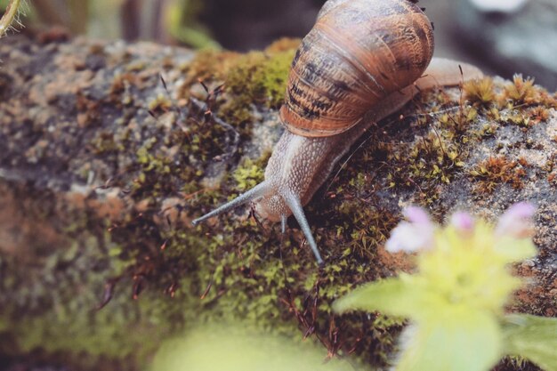 Foto primer plano de un caracol