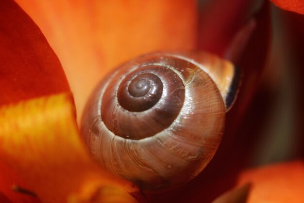 Foto primer plano de un caracol