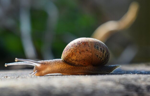 Primer plano de un caracol