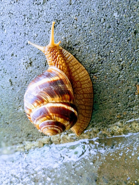 Primer plano de un caracol