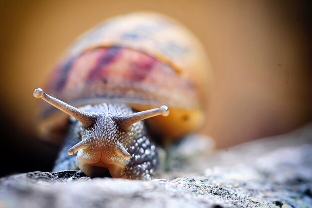 Foto primer plano de un caracol