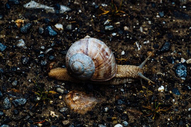 Foto primer plano de un caracol