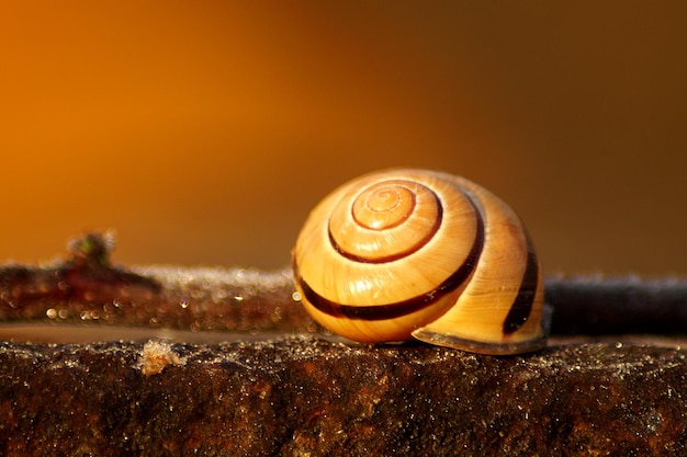 Primer plano de un caracol