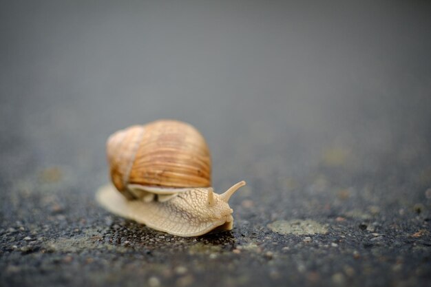Primer plano de un caracol