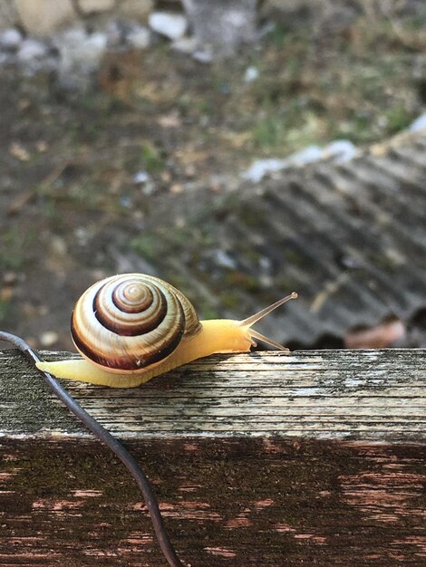 Foto primer plano de un caracol