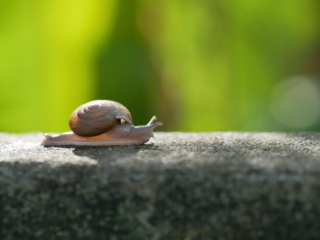 Foto primer plano de un caracol