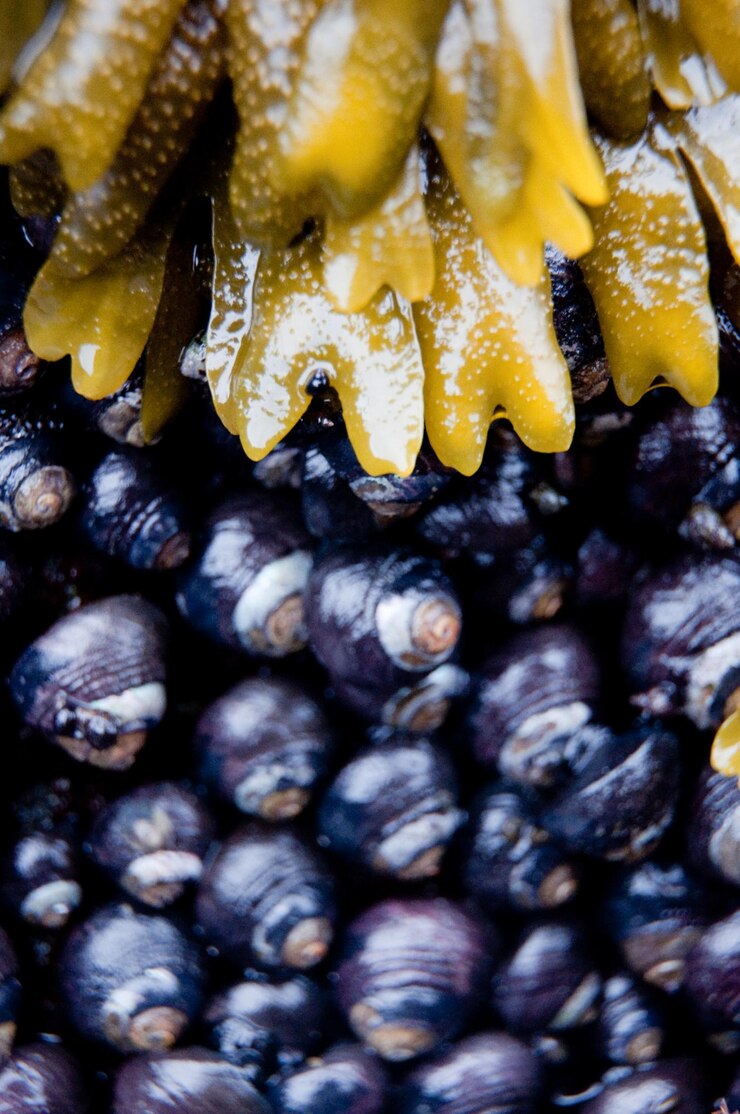 Foto primer plano de los caracoles