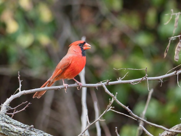 Primer plano de un cardenal norteño