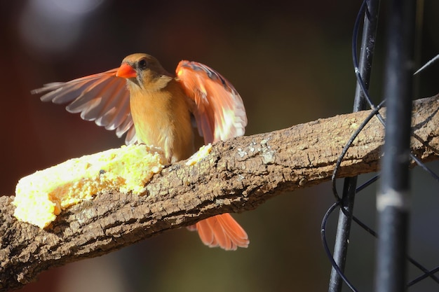 Primer plano de un cardenal posado en una rama de madera sobre un fondo borroso