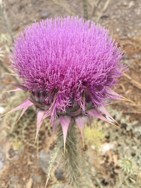 Foto primer plano de un cardo en flor en el campo