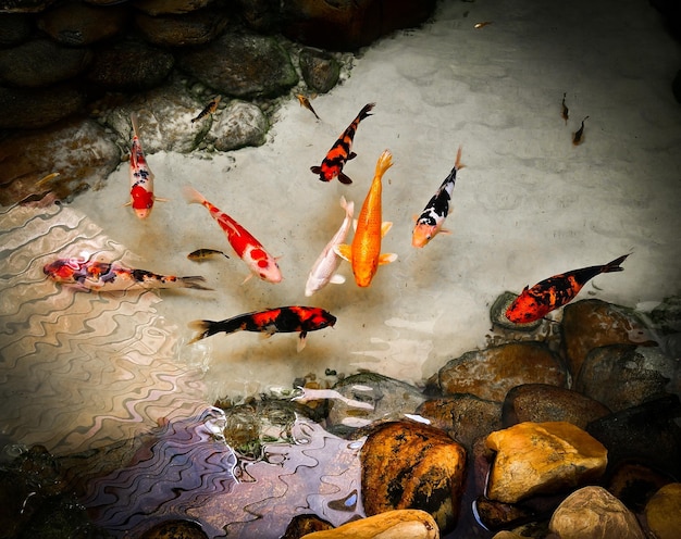 Un primer plano de las carpas koi nadando en el estanque