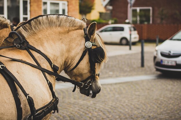 Foto primer plano de un carro de caballos en la calle