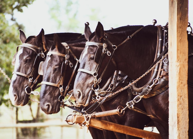 Foto primer plano de un carro de caballos en un rancho