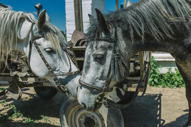 Foto primer plano de un carro de caballos