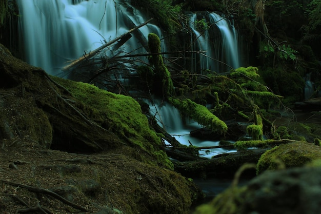primer plano, de, cascada, en, bosque