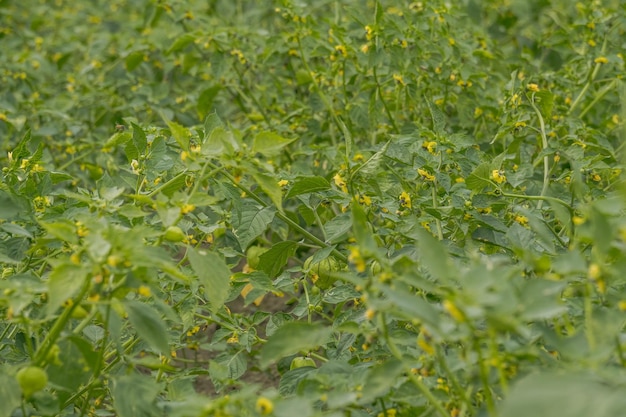 Primer plano de una cáscara de tomatillo verde que crece en el campo